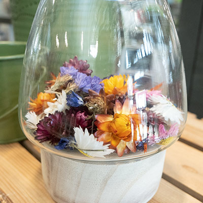 Dried flowers at Wilson's