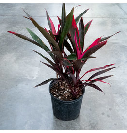 ShopTropicals Cordyline - Hot Pepper 4ppp - 10''