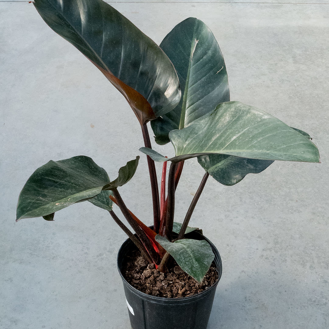 Philodendron - Rojo Congo - 10''