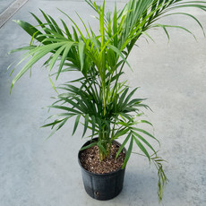 Cat Palm - Chamaedorea Cataractarum - 10"
