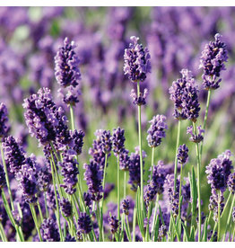 Home Grown Lavender - Munstead 4"