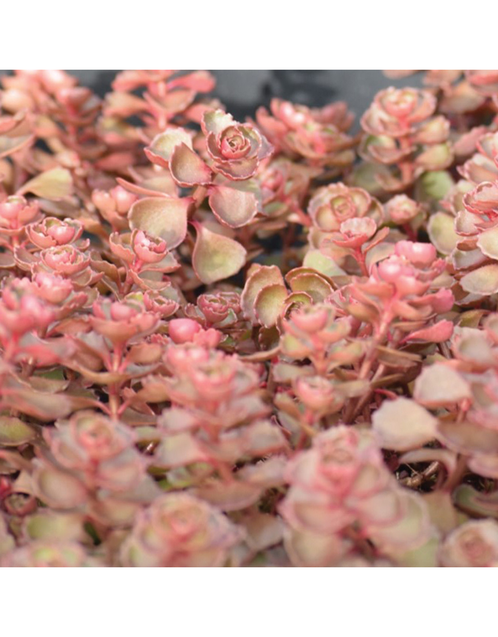 Sedum Spurium Dragonsblood Wilson S Lifestyle Centre