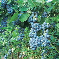 Blueberry - Chippewa - #1 - NO WARRANTY
