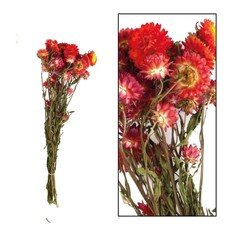 Dijk Helichrysum