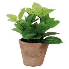 Mint in AT Pot Terra Cotta