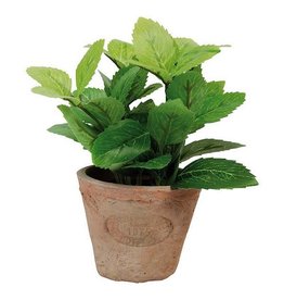 Mint in AT Pot Terra Cotta