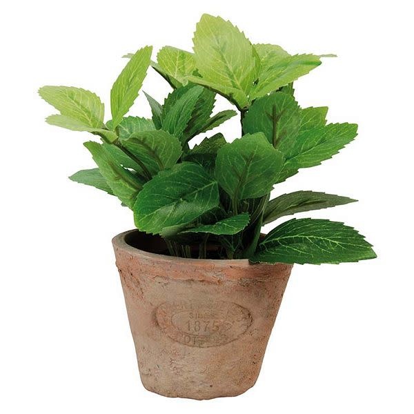 Mint in AT Pot Terra Cotta