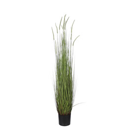 Mica Dogtail Grass Green in Pot