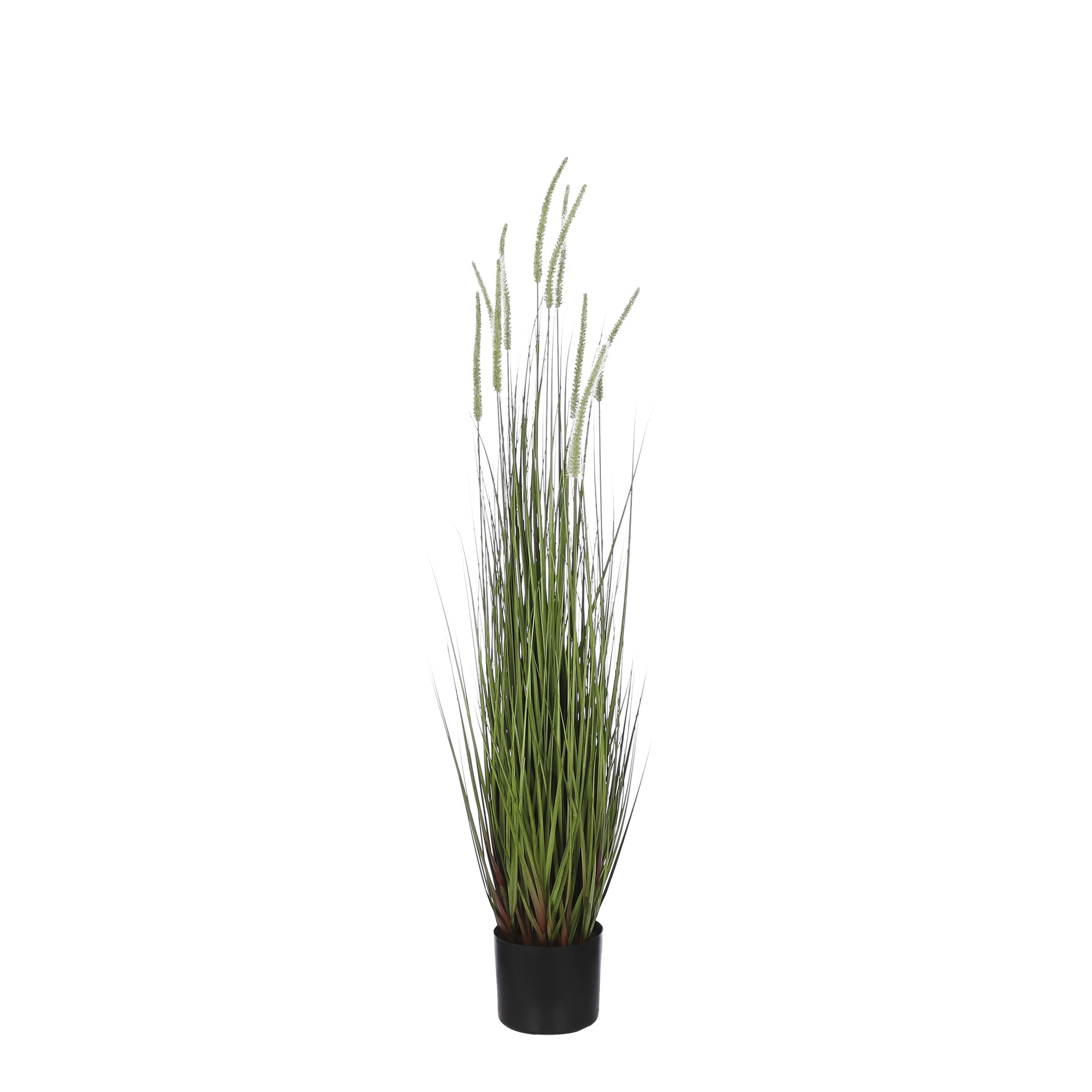 Mica Dogtail Grass Green in Pot