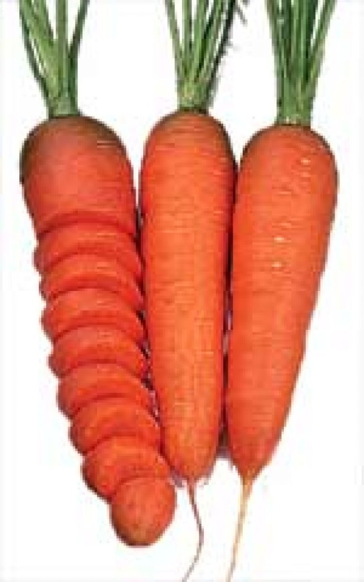 Chantenay Red Carrot Seeds 1360