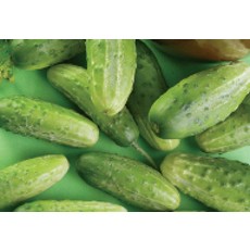 Chicago Cucumber Seeds (Pickling Type) 1605