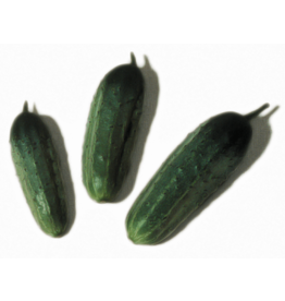 Wisconsin SMR-58 Cucumber Seeds (Pickling Type) 1620