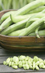 Broad Windsor Fava Bean Seeds 1195