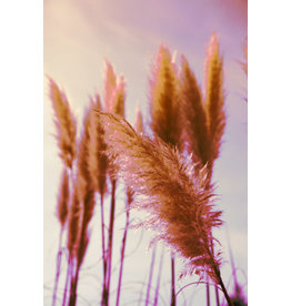 Pampus Plume Pink Feather Ornamental Grass Seeds 7045