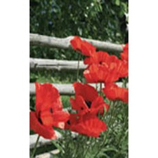 Brilliant Scarlet Oriental Poppy Seeds 6585