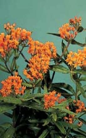 Butterfly Weed Seeds 6375