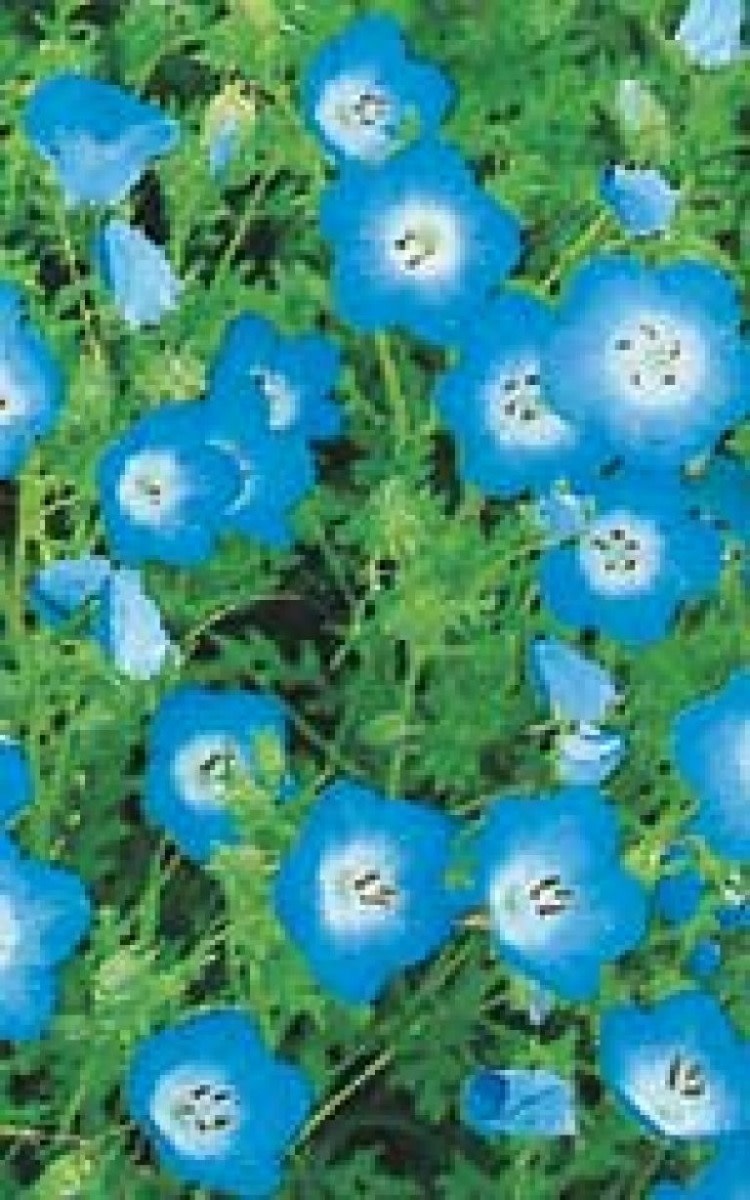 Baby Blue Eyes Nemophila Seeds 5820