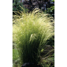Angel Hair Ornamental Grass Seeds 7010