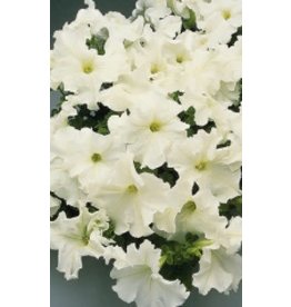 White Grandiflora Petunia Seeds (Super Cascade Series) 5915