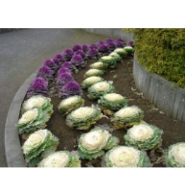 Fall Colour Flowering Cabbage Seeds 5220