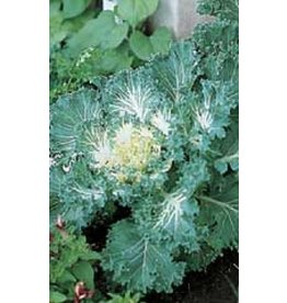 Bold Flowering Kale Seeds 5225