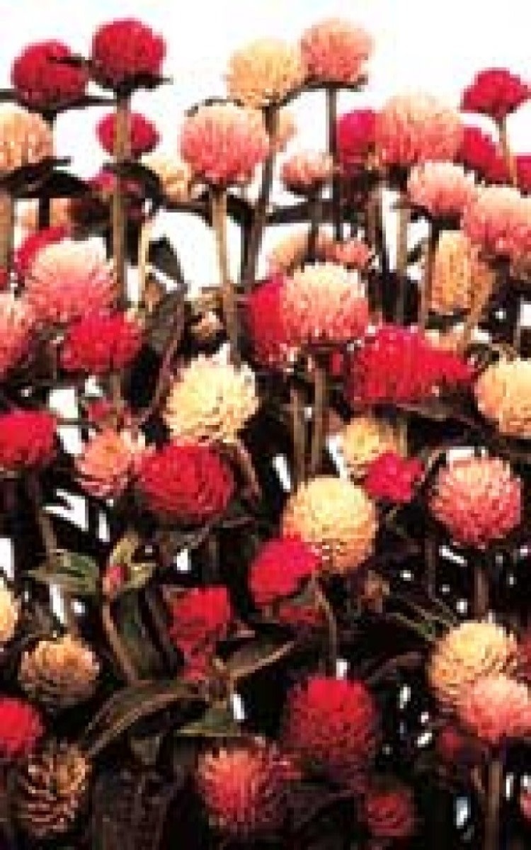 All Colour Blend Gomphrena Seeds (Globe Amaranth) 5330