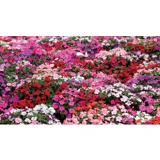 Choice Mixed Impatiens Seeds (Dwarf Bedding Type) 5550