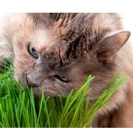 Catgrass Seeds (Digestive Aid for Cats) 6700