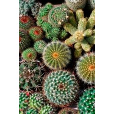 Cactus Mixture Seeds 5075