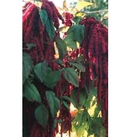 Love-Lies-Bleeding Amaranthus Seeds (Ornamental Type) 5020