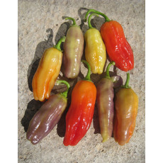 Aroma Chili Pepper Seeds (Aimers International) 2905