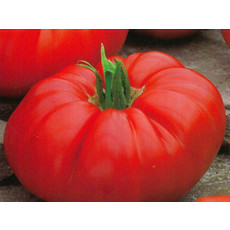 Costoluto Genovese Tomato Seeds (Aimers International) 2970