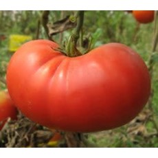 Beefsteak Tomato Seeds 2330