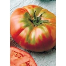 Brandywine Tomato Seeds 2385