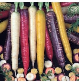 Rainbow Blend Organic Carrot Seeds