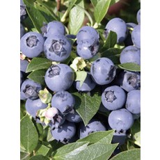 Blueberry - Northcountry - #1 - NO WARRANTY