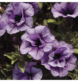 Petunia - Supertunia Priscilla