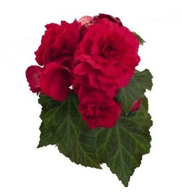 Begonia - Nonstop Deep Rose