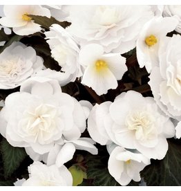 Begonia - Nonstop Mocca White
