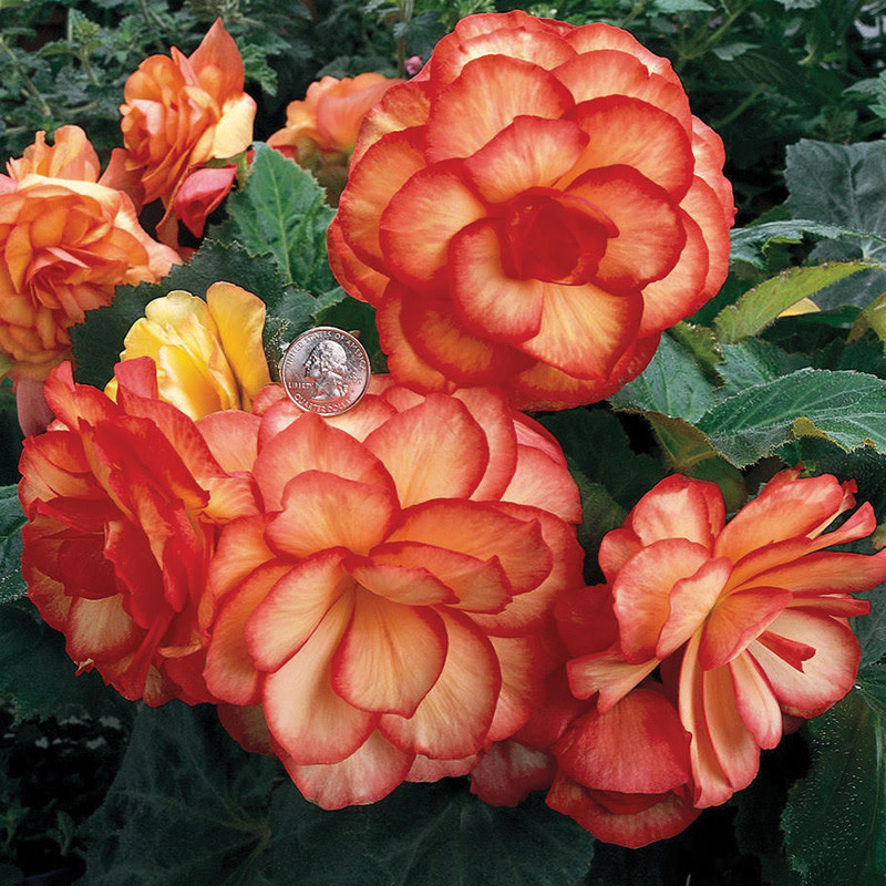 Begonia - On Top Sunset Shades