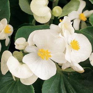 Begonia - Prelude White (6 Pack Regular)