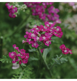 Achillea (Yarrow) - VintageViolet