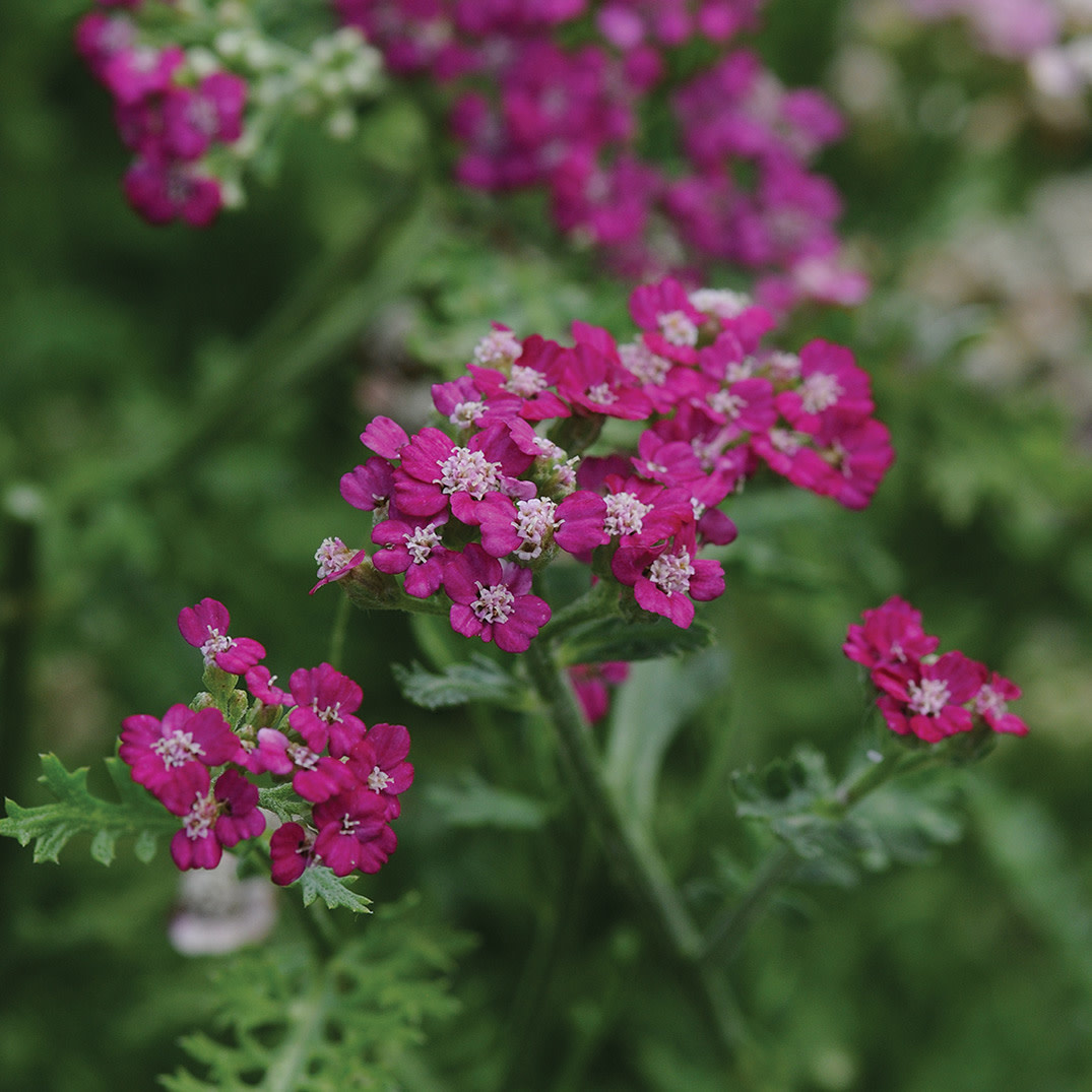 Achillea (Yarrow) - VintageViolet