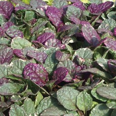 Ajuga (Bugleweed) - Burgundy Glow