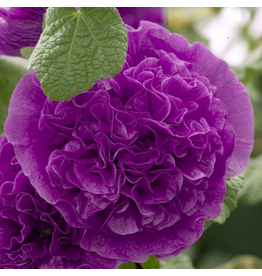 Alcea rosea (Hollyhock) - Chaters Double Purple