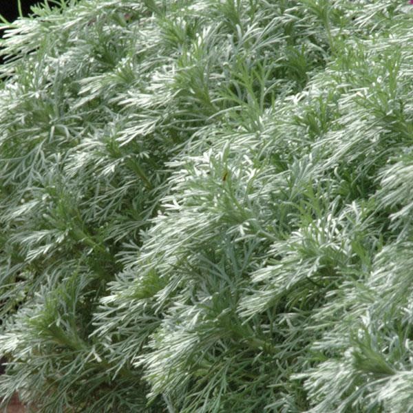 Artemisia Schmidtiana - Silver Mound