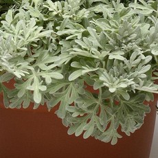 Artemisia Stelleriana - Boughton Silver