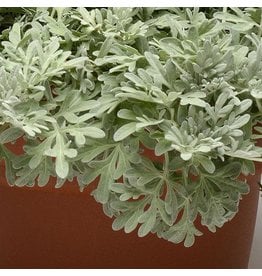 Artemisia Stelleriana - Boughton Silver