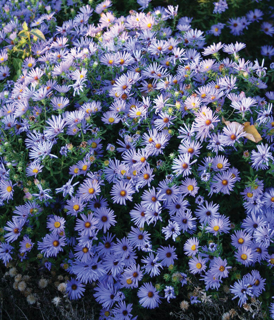 Aster Dumosus - Wood's Blue