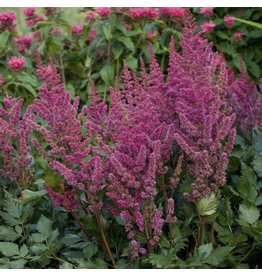 Astilbe - Vision in Red